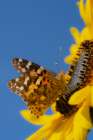 Painted lady butterfly on a sunflower. New Mexico. Art Print